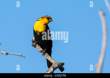 Ein männlicher Gelb - Blackbird (Xanthocephalus xanthocephalus) vorangegangen ist eine mittelgroße Amsel auf einem Zweig mit blauem Himmel Hintergrund in Kelowna gehockt, Ca Stockfoto