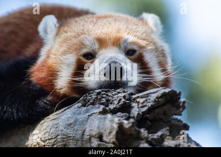 Roter Panda (Ailurus Fulgens) Stockfoto