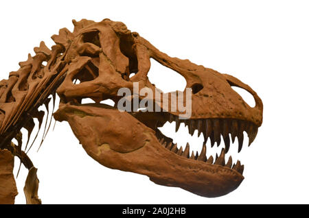 Porträt eines Tyrannosaurus Rex Schädel auf weißem Hintergrund. T-Rex ist ein Fleischfresser Dinosaurier lebte in der Kreidezeit Stockfoto