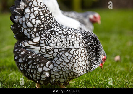 In der Nähe von Silber - geschnürte Wyandotte Huhn auf Nahrungssuche im Gras Stockfoto