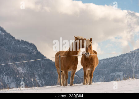 Haflinger Pferde auf dem Winter Wiese und Gipfeln im Hintergrund. Stockfoto