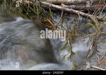 Ein Bach fließt an gefallenen Baum Zweige im Südwesten von Colorado Stockfoto