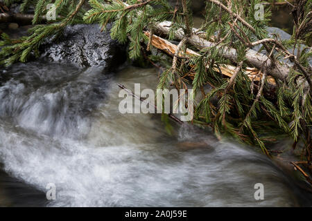 Ein Bach fließt an gefallenen Baum Zweige im Südwesten von Colorado. Stockfoto