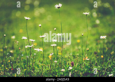 Vintage floral background mit weißen Gänseblümchen. Kamillenblüten auf einer grünen Wiese. Pflanzliche close-up von Wildblumen und Gräser. Stockfoto