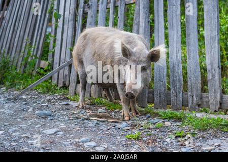 Schwein mit dunklen Grau Haut und weißen Borsten steht neben der Palisade, sieht aus wie eine Kreuzung aus einem hausschwein und eine Wilde. Stockfoto