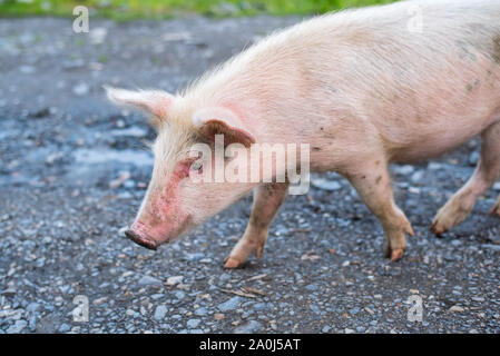 Charmante junge Schwein Spaziergänge, close-up. Ein Porträt von einem Schwein zusammen eine Dirt Road bummeln. Stockfoto