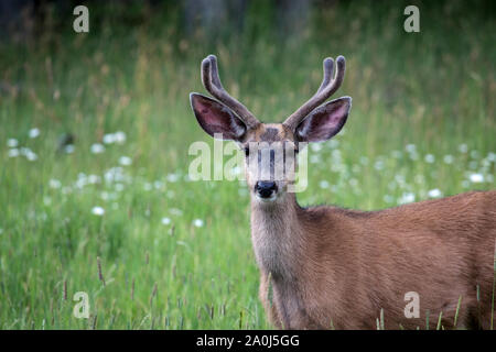 Ein männlicher Hirsch in Colorado's San Juan National Forest. Stockfoto