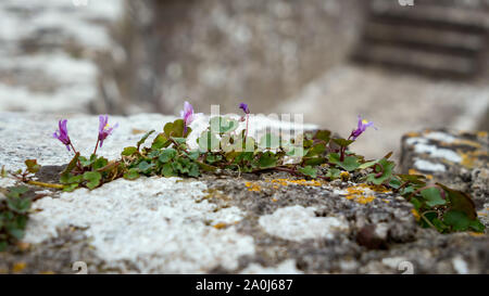 Ivy-leaved Toadflax (Cymbalaria muralis) wachsen auf einer Wand in Pembroke Stockfoto