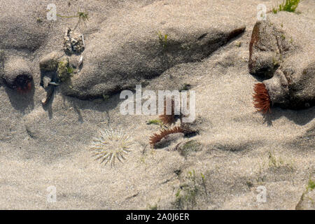 Seeanemonen in einem Rock Pool an der Broad Haven Beach Stockfoto