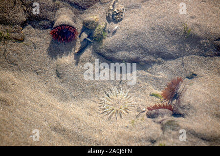 Seeanemonen in einem Rock Pool an der Broad Haven Beach Stockfoto