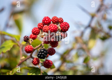 Wilden Brombeeren reifen im Herbst Sonnenschein in der Nähe von Little Haven Stockfoto