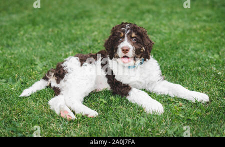 Adorable puppy bernedoodle Festlegung auf dem Rasen vor der Tür. Stockfoto