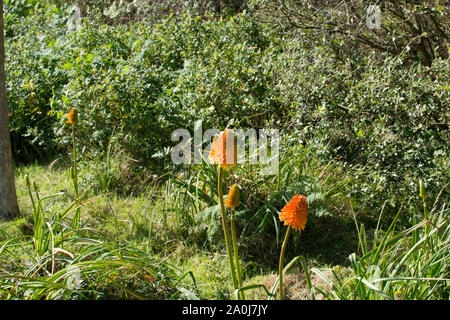 Orange Blume, St Michael's Mount, Cornwall, Großbritannien Stockfoto