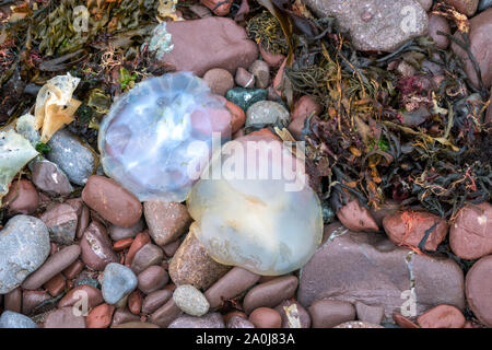 Barrel Quallen (Rhizostoma pulmo) gewaschen an Land an St Brides Bay Pembrokeshire. Stockfoto