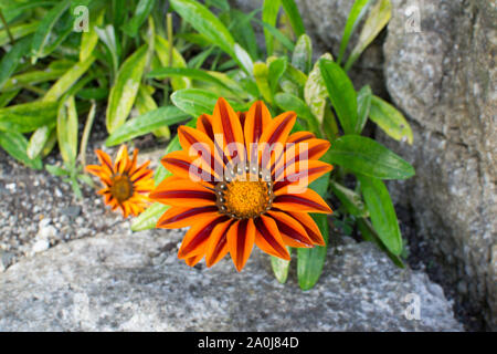 Orange Blume, St Michael's Mount, Cornwall, Großbritannien Stockfoto