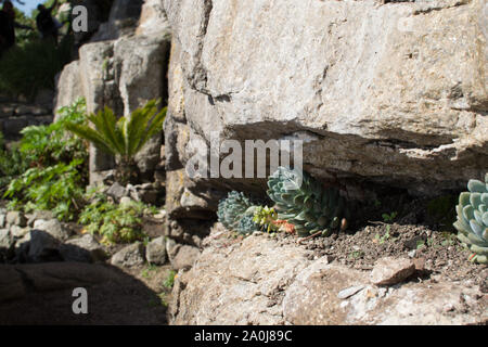 Rock Garden in St. Michael's Mount, Cornwall Stockfoto