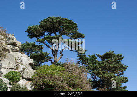 Bäume auf St. Michael's Mount Stockfoto