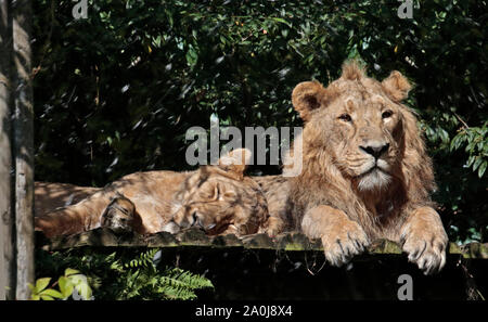 Asiatischer Löwe (Panthera leo persica) männlich und weiblich Stockfoto