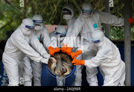 Ratchaburi, Thailand. 20 Sep, 2019. Abteilung der Nationalen Parks und Wildlife Beamten gesehen Inspektion eines Formaldehyd konservierten tiger Karkasse, die die Todesfälle durch Virusinfektionen bei einem Wildlife Protection Center in der Provinz Ratchaburi, westlich von Bangkok verursacht wurde. 86 Tiger gerettet aus Tiger Tempel in der Gefangenschaft der Regierung starb von insgesamt 147 Tiger seit 2016, die es mehr als die Hälfte der grossen Katzen aus der umstrittene Thailändische Touristenattraktion, die gestorben sind beschlagnahmt beschlagnahmt. Credit: SOPA Images Limited/Alamy leben Nachrichten Stockfoto