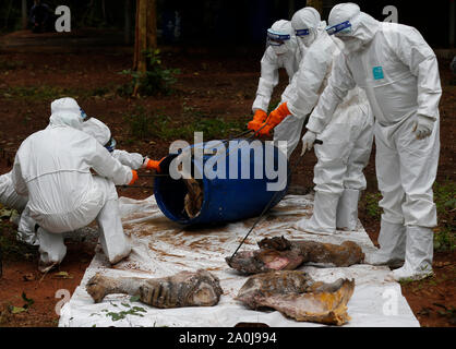 Ratchaburi, Thailand. 20 Sep, 2019. Abteilung der Nationalen Parks und Wildlife Beamten gesehen Inspektion eines Formaldehyd konservierten tiger Karkasse, die die Todesfälle durch Virusinfektionen bei einem Wildlife Protection Center in der Provinz Ratchaburi, westlich von Bangkok verursacht wurde. 86 Tiger gerettet aus Tiger Tempel in der Gefangenschaft der Regierung starb von insgesamt 147 Tiger seit 2016, die es mehr als die Hälfte der grossen Katzen aus der umstrittene Thailändische Touristenattraktion, die gestorben sind beschlagnahmt beschlagnahmt. Credit: SOPA Images Limited/Alamy leben Nachrichten Stockfoto