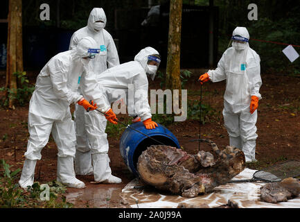 Ratchaburi, Thailand. 20 Sep, 2019. Abteilung der Nationalen Parks und Wildlife Beamten gesehen Inspektion eines Formaldehyd konservierten tiger Karkasse, die die Todesfälle durch Virusinfektionen bei einem Wildlife Protection Center in der Provinz Ratchaburi, westlich von Bangkok verursacht wurde. 86 Tiger gerettet aus Tiger Tempel in der Gefangenschaft der Regierung starb von insgesamt 147 Tiger seit 2016, die es mehr als die Hälfte der grossen Katzen aus der umstrittene Thailändische Touristenattraktion, die gestorben sind beschlagnahmt beschlagnahmt. Credit: SOPA Images Limited/Alamy leben Nachrichten Stockfoto