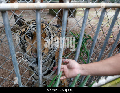 Ratchaburi, Thailand. 20 Sep, 2019. Ein Tiger in einem Käfig in einem Wildlife Protection Center in der Provinz Ratchaburi, westlich von Bangkok gesehen. 86 Tiger gerettet aus Tiger Tempel in der Gefangenschaft der Regierung starb von insgesamt 147 Tiger seit 2016, die es mehr als die Hälfte der grossen Katzen aus der umstrittene Thailändische Touristenattraktion, die gestorben sind beschlagnahmt beschlagnahmt. Credit: SOPA Images Limited/Alamy leben Nachrichten Stockfoto