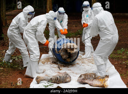 Ratchaburi, Thailand. 20 Sep, 2019. Abteilung der Nationalen Parks und Wildlife Beamten gesehen Inspektion eines Formaldehyd konservierten tiger Karkasse, die die Todesfälle durch Virusinfektionen bei einem Wildlife Protection Center in der Provinz Ratchaburi, westlich von Bangkok verursacht wurde. 86 Tiger gerettet aus Tiger Tempel in der Gefangenschaft der Regierung starb von insgesamt 147 Tiger seit 2016, die es mehr als die Hälfte der grossen Katzen aus der umstrittene Thailändische Touristenattraktion, die gestorben sind beschlagnahmt beschlagnahmt. Credit: SOPA Images Limited/Alamy leben Nachrichten Stockfoto