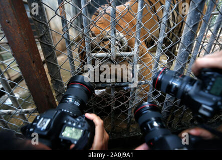 Ratchaburi, Thailand. 20 Sep, 2019. Fotografen Fotos von ein Tiger in einem Käfig in einem Wildlife Protection Center in der Provinz Ratchaburi, westlich von Bangkok. 86 Tiger gerettet aus Tiger Tempel in der Gefangenschaft der Regierung starb von insgesamt 147 Tiger seit 2016, die es mehr als die Hälfte der grossen Katzen aus der umstrittene Thailändische Touristenattraktion, die gestorben sind beschlagnahmt beschlagnahmt. Credit: SOPA Images Limited/Alamy leben Nachrichten Stockfoto