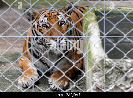 Ratchaburi, Thailand. 20 Sep, 2019. Ein Tiger in einem Käfig in einem Wildlife Protection Center in der Provinz Ratchaburi, westlich von Bangkok gesehen. 86 Tiger gerettet aus Tiger Tempel in der Gefangenschaft der Regierung starb von insgesamt 147 Tiger seit 2016, die es mehr als die Hälfte der grossen Katzen aus der umstrittene Thailändische Touristenattraktion, die gestorben sind beschlagnahmt beschlagnahmt. Credit: SOPA Images Limited/Alamy leben Nachrichten Stockfoto