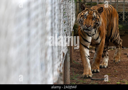 Ratchaburi, Thailand. 20 Sep, 2019. Ein Tiger in einem Käfig in einem Wildlife Protection Center in der Provinz Ratchaburi, westlich von Bangkok gesehen. 86 Tiger gerettet aus Tiger Tempel in der Gefangenschaft der Regierung starb von insgesamt 147 Tiger seit 2016, die es mehr als die Hälfte der grossen Katzen aus der umstrittene Thailändische Touristenattraktion, die gestorben sind beschlagnahmt beschlagnahmt. Credit: SOPA Images Limited/Alamy leben Nachrichten Stockfoto