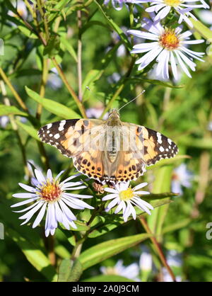 Distelfalter Schmetterling Vanessa cardui Sitzen auf einem Lila Blume Stockfoto