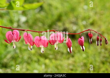 Die herzförmigen Blüten der blutende Herz pflanze Campanula pyramidalis Californica in einem Garten Stockfoto