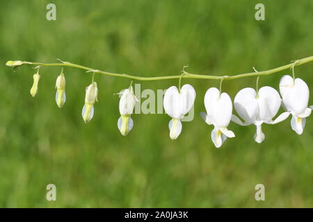 Campanula pyramidalis Heartshaped weiße Blumen Stockfoto