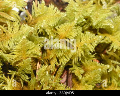 Ritter plume moss Ptilium crista-castrensis Stockfoto