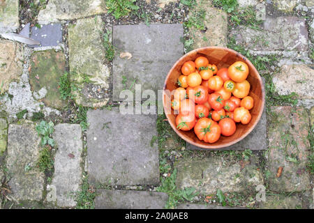Frisch gepflückte home Tomaten in eine hölzerne Schüssel angebaut. Stockfoto