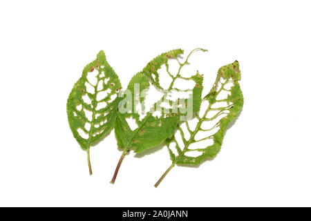 Löcher in den Blättern von bird cherry tree von Schadinsekten beschädigt Stockfoto