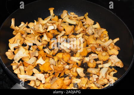 Frische Pfifferlinge braten in einer Pfanne Stockfoto