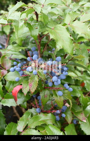 Mahonie Mahonia aquifolium Strauch mit blauen Beeren Stockfoto