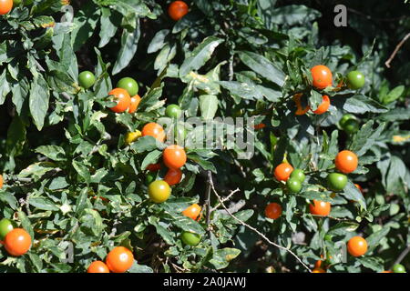 Die tollkirsche Arten Solanum pseudocapsicum Jerusalem Kirsche mit reife rote Früchte. Stockfoto