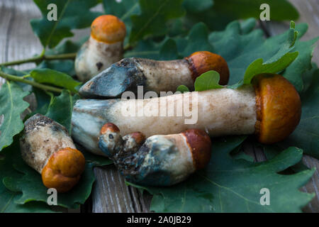 Pilze im Wald gesammelt Stockfoto