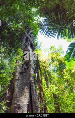 Hohen Baum mit einem Verdrillten trunk, Gold Coast, Queensland, Australien. Vertikale Stockfoto