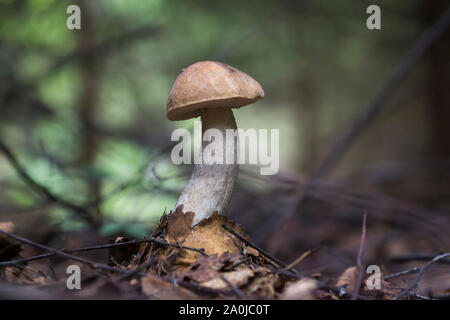 Steinpilz Pilz in Laub. Pilze im Wald. Stockfoto