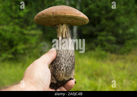 Mushroom picker hält in seiner Hand ein Pilz Stockfoto