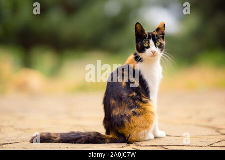 Dreifarbige Katze sitzt im Freien auf dem Steinboden. Maneki Neko kitty im Sommer Garten entspannen. Stockfoto