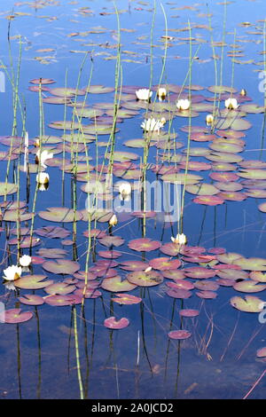 Weiße Seerosen Nymphaea alba in einem natürlichen Teich im Wald wachsenden Stockfoto