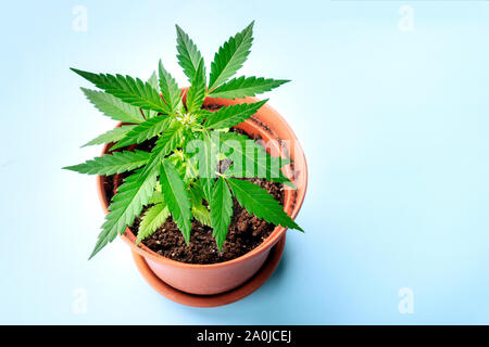 Cannabis zu Hause. Eine junge Pflanze Hanf in einem Topf, beginnend weiße Narben zu bilden, die früheste Blüte. Auf einem blauen Hintergrund Stockfoto