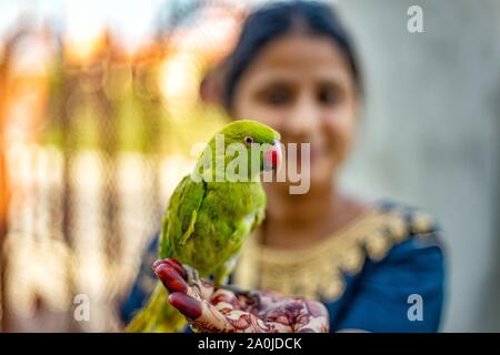 Mädchen mit Henna Tattoo mit einem Green Parrot Stockfoto