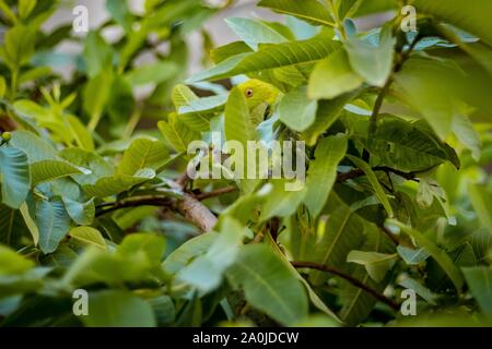 Grüne asiatischen Papagei sitzt auf einem Guave Baum. Camouflage in der Natur. Stockfoto