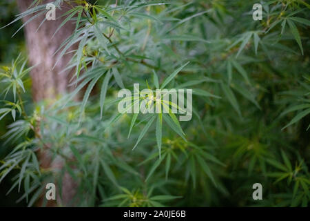 Marihuana oder Hanf Pflanzen in der Wildnis Stockfoto