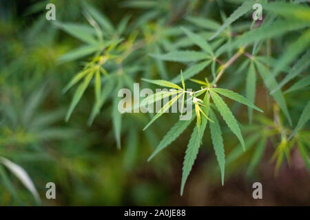 Marihuana oder Hanf Pflanzen in der Wildnis Stockfoto